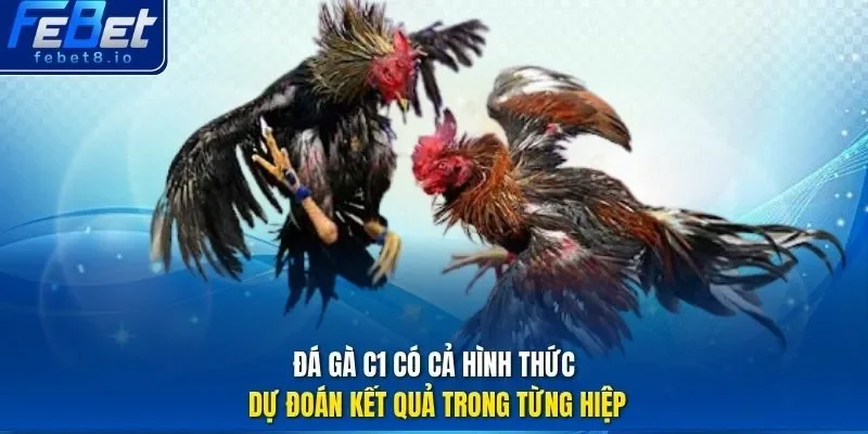 Đá gà c1 có cả hình thức dự đoán kết quả trong từng hiệp.