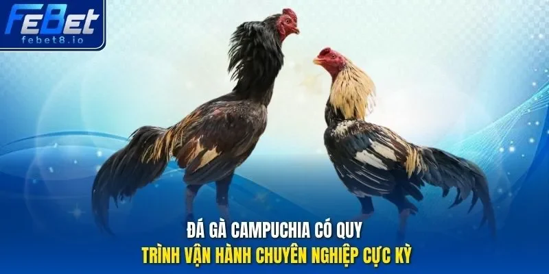 Đá gà Campuchia có quy trình vận hành chuyên nghiệp cực kỳ
