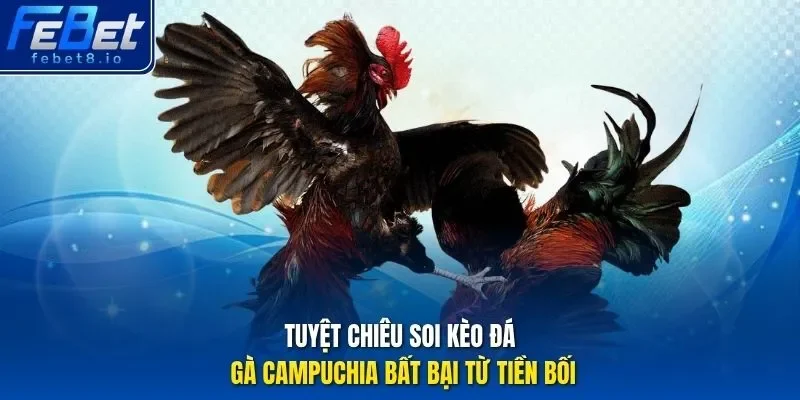 Tuyệt chiêu soi kèo đá gà Campuchia bất bại từ tiền bối